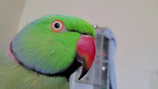 Indian Ringneck Parrots playing [upl. by Dorotea]