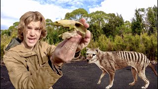 Is the TASMANIAN TIGER Still Alive THYLACINE Pt2 [upl. by Aihtnyc]