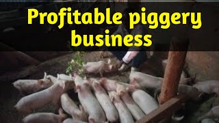 How to Start Your Own Piggery Farm Beginners Guide [upl. by Kazue]