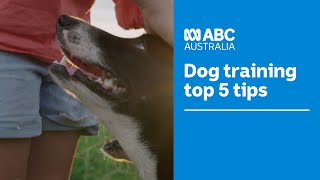 Top 5 dog training tips and techniques according to the experts 🐶  Muster Dogs  ABC Australia [upl. by Ronda]