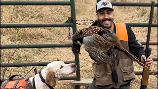 My first South Dakota Pheasant [upl. by Htebazileyram]