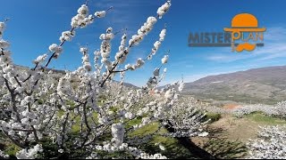 Cerezo en Flor en el Valle del Jerte  Extremadura [upl. by Sanfo137]