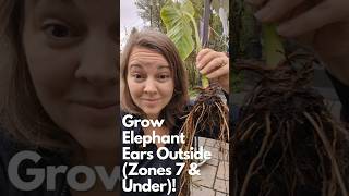 Grow Elephant Ears Outdoors even in Colder Zones elephantearplant gardentips gardenlover [upl. by Norford]