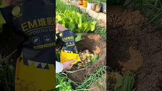 First time use EM Compost Bacteria for plant safety GrowingTips Compost CompostFermentation [upl. by Felike662]