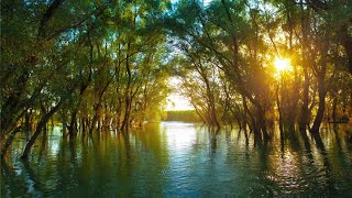 Film Documentar  Delta Dunării Amazonul Europei  The Danube  the Amazon of Europe  Дунай [upl. by Llerrem]