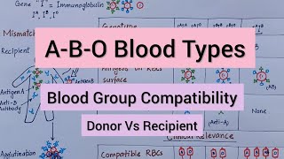 ABO Classification amp Blood Transfusion [upl. by Arrej36]