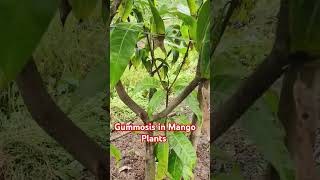 Gummosis in Mango Plants [upl. by Saduj]