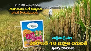 Chitti potti Paddy Cultivation Telugu  Chitti potti paddy seeds  Chitti potti paddy variety [upl. by Zephaniah]