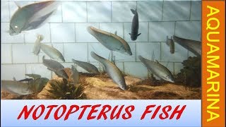 feather back fish  Notopterus fish  bronze back fish in aquarium [upl. by Eihtur]