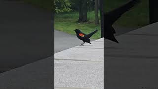 Redwinged blackbird with its song 🐦 redwingblackbirds birdwatching [upl. by Yeltneb35]