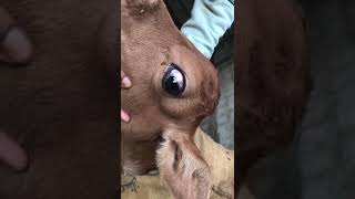 Bovine leukosis virus no treatment مرض سرطان الغدد الليمفاوية في العجول [upl. by Aysab]