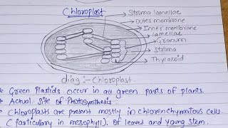 photosynthesis in higher plants [upl. by Wiburg]