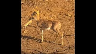 Mountain Reedbuck at KWA Maritane [upl. by Lymann]