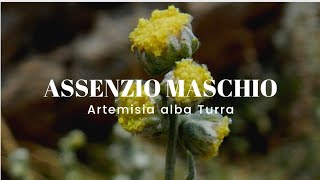 ASSENZIO BIANCO  ASSENZIO MASCHIO  Artemisia alba Turra Asteraceae [upl. by Mulry364]