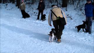 Bracco Italiano puppy 3 m old Crosby and Lída [upl. by Kreiker62]