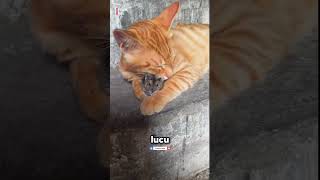 Persahabatan Unik Si Oyen dan Tikus yang Tak Terpisahkan 😻😹 cat catlover [upl. by Dagall]