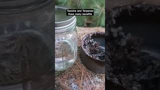 Making a Tannin and Terpene rich tincture [upl. by Mahmoud]