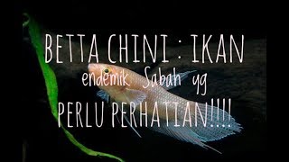 Betta chini  Permata Sabah Vlog 19 [upl. by Greenes]