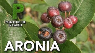 Aronia Cultivo y beneficios para la salud  Permacultura en Galicia [upl. by Aivonas69]