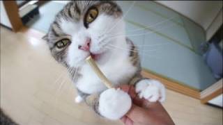 またたび棒とねこ。A silvervine stick and Maru [upl. by Cynar]