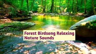 Forest Birdsong  Relaxing Nature Sounds  Birds Chirping  Relaxing  Forest River Flowing [upl. by Evangelia]