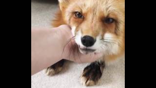 Adorable Fox Makes Cute Noises Enjoys Massage Petting [upl. by Chill527]