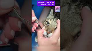 Rescue cat 😥 Wait For the end CatRescue RescueCat [upl. by Norita]