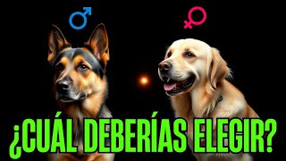 Cuidados y Ventajas de Perros MACHO y HEMBRA ¡Decídelo [upl. by Kaia]