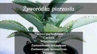 Na zdrowie  Żyworódka pierzasta [upl. by Velma731]