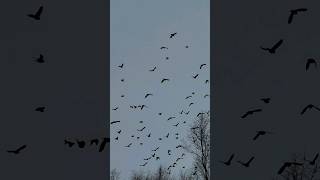 Birds Wings Flapping Sounds in the South Dakota Wind birdflying birdsounds [upl. by Klemm]