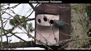 Kleiber inspiziert Nistkasten  Nuthatch  Sitta europaea 1080p HD [upl. by Mitzie]