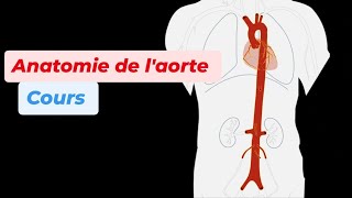 ANATOMIE DE LAORTE [upl. by Annaet]