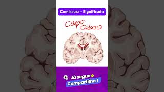 Comissura  Significado  Classificação em Neuroanatomia [upl. by Htennaj37]