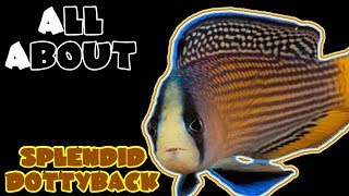 All About The Splendid Dottyback or Splendid Pseudochromis [upl. by Yromem972]