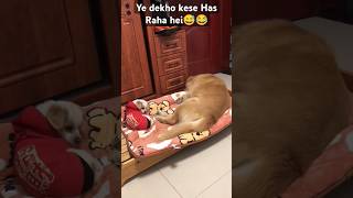 Dog Laughing 😅😂😂funny doglover shorts shortfeed virelvideo shortvideo [upl. by Fink]