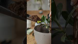 Revive Your Dying Plant EasyTipsnaturelover garden viral plants shorts viralshorts viralvideo [upl. by Ylhsa]