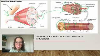 Molecular mechanism of skeletal muscle contraction [upl. by Ellebyam]