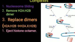 Chromatin remodeling and histone modifications [upl. by Ordnasela]