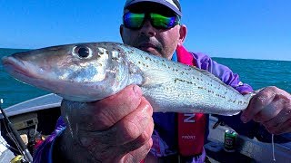 AWESOME BIG JUICY KG WHITING amp TIGER FLATHEAD FISHING Hillarys Perth WA [upl. by Kramlich]