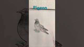 Pigeon cool birdpeace indicator birdart drawing short video [upl. by Leif]