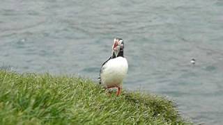 Papageientaucher Fratercula arctica  Puffin  Island [upl. by Ledairam]