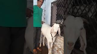 Bakra For sale 91 83189 72646 [upl. by Ellerrehc]