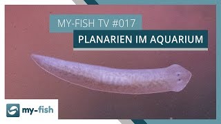 Was tun bei Planarien im Aquarium  myfish TV [upl. by Bussey]