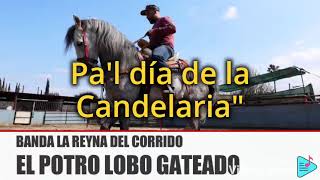 EL POTRO LOBO GATEADOkaraoke con bandafps [upl. by Drwde155]