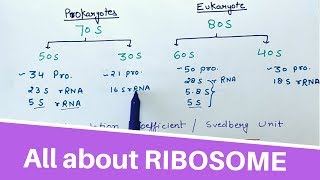 All about RIBOSOME [upl. by Ttennej934]