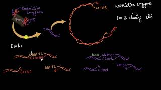 Multiple cloning sites amp restriction enzymes  Biotechnology  Biology  Khan Academy [upl. by Teerpnam]