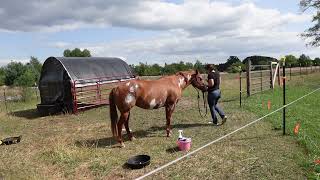 Horsey Vlog Dealing With Peachys Hives From NoSeeUms [upl. by Meil]