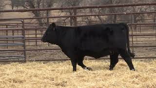 Lot 8  2024 PHG Princesses of the Prairie  Gelbvieh Female Sale [upl. by Lois]