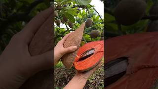 buah Mamey Sapote atau Pouteria sapota [upl. by Herod]