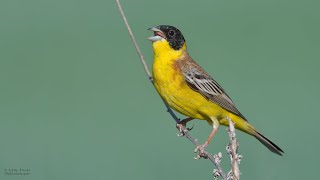 KARABAŞLI ÇİNTE  Blackheaded Bunting  Emberiza melanocephala [upl. by Sera265]